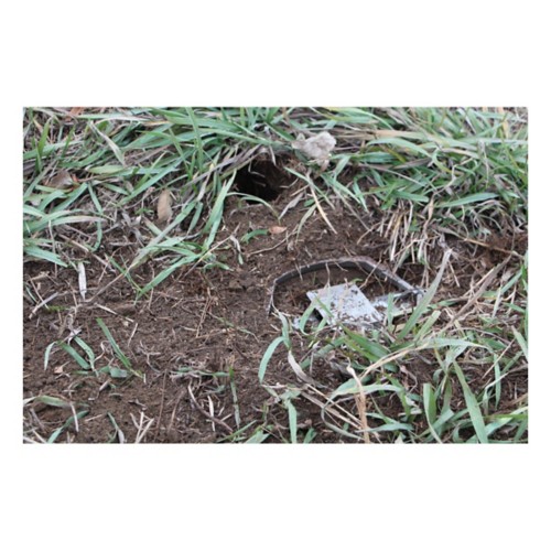 Duke Traps Pro Series 650 OS - Primary Image
