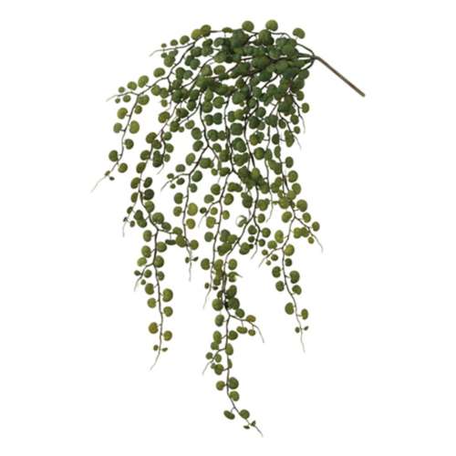Sullivans Hanging Leaf Bush