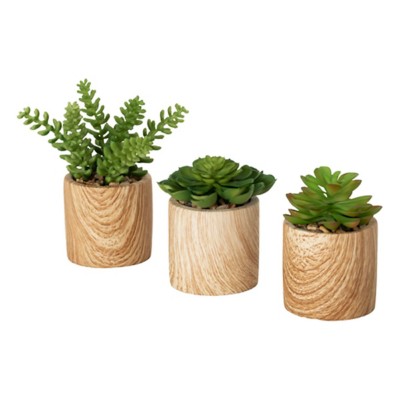 Sullivans Wooden Potted Succulent (Styles May Vary)