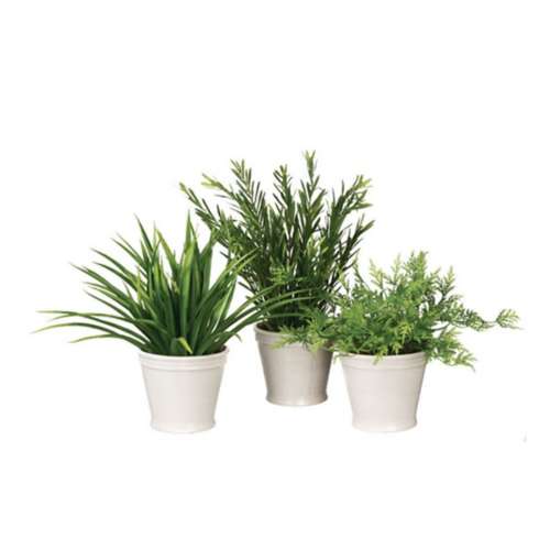 Sullivans Foliage Potted Plant (Styles May Vary)