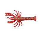 Red Belly Shrimp