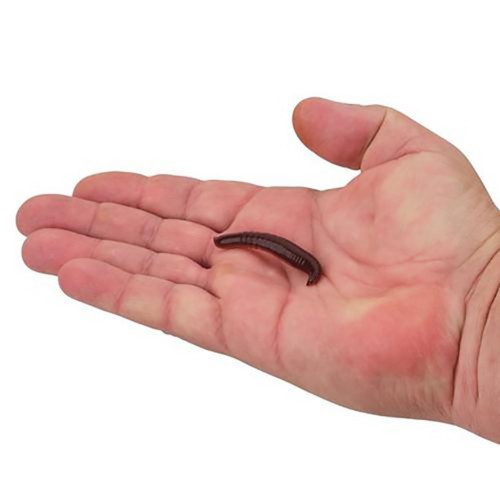 Berkley Gulp! Pinched Crawler - Primary Image