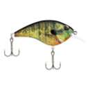 HD Bluegill