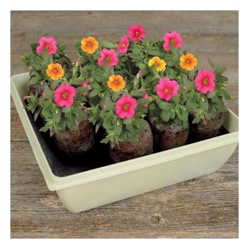 Jiffy SelfWatering Peat Pellet Greenhouse