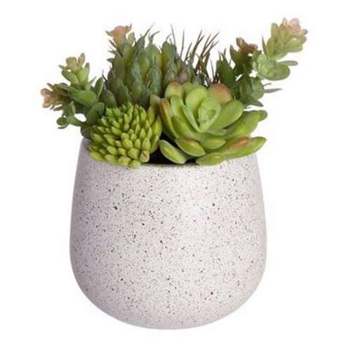 Allstate Floral Succulent In Poly Resin Pot