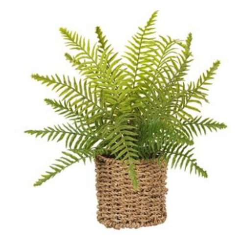 Allstate Floral 15" Boston Fern in Basket