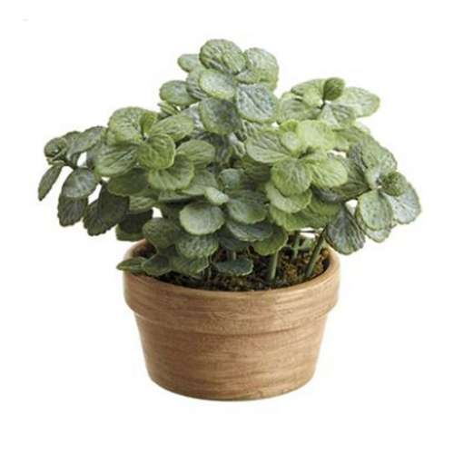 Allstate Floral 6.5" Mini Jade Plant in Terra Cotta Pot