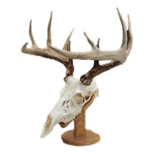 Walnut Hollow Country Solid Oak Skull Mount Kit