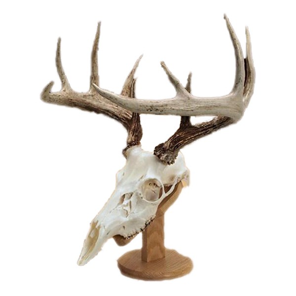 Walnut Hollow Country Solid Oak Skull Mount Kit - Walnut Hollow Country