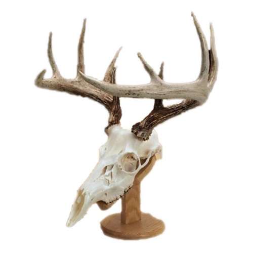 Solid Dark Oak Deer European Skull Mount Table Pedestal Plaque 