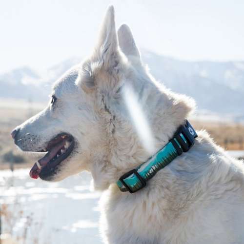 Wolfgang Man and Beast Dog Collar