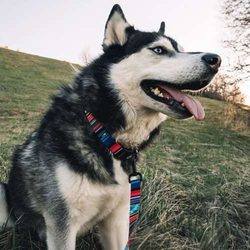 Wolfgang Man and Beast Dog Collar