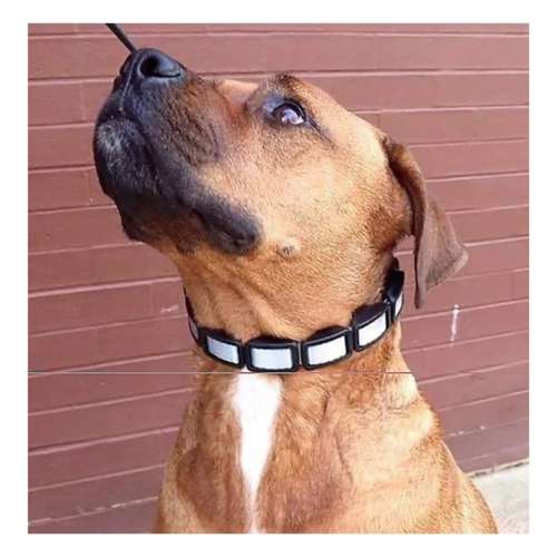 Coastal Pet Products Natural Control Dog Collar