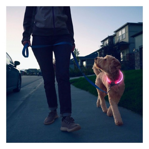 Nite Ize NiteHowl Rechargable LED Safety Necklace