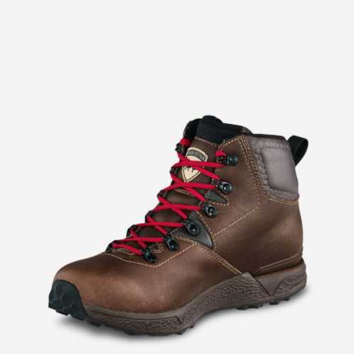 irish setter 2875