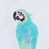 The Dude Where's Macaw