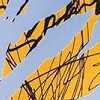 Tiger Scratch