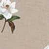Khaki Magnolia
