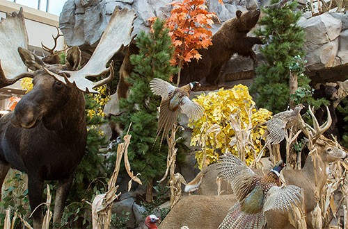 Colorado Springs SCHEELS Denver Broncos Sh