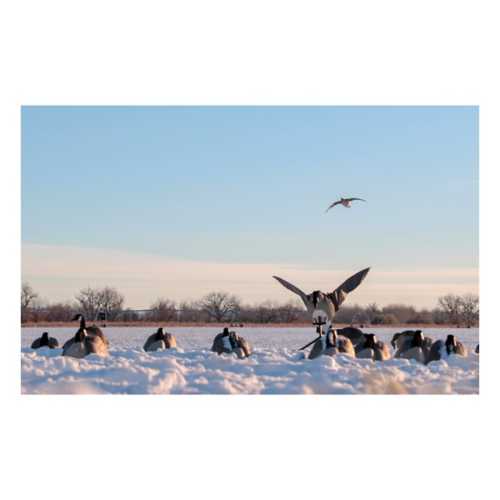 Lucky Duck Super Canada Goose Flapper HDi Decoy
