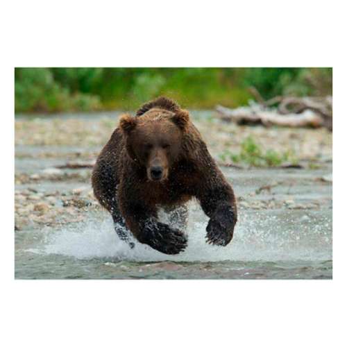 Choice Ammunition Bear Defense Pistol Ammunition 20 Round Box