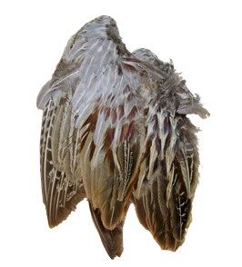 Classic T Wild Pheasant Wings