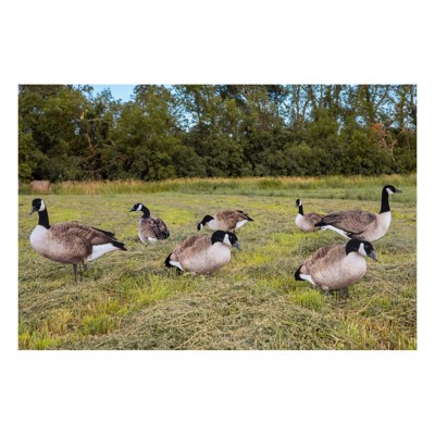 Big Al s X14 Greater 5 Pack Bulk Canada Goose Silhouettes 70 decoys Witzenberg Sneakers Sale Online