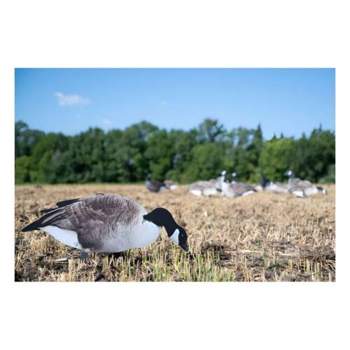 Big Al's X14 Greater 5 Pack Bulk Canada Goose Silhouettes (70 decoys)