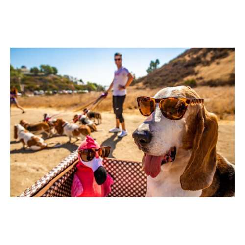 Goodr Bosley's Basset Hound Dreams Polarized Sunglasses