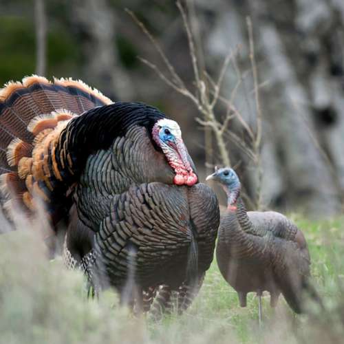 Dave Smith Decoys Upright Hen Turkey Decoy