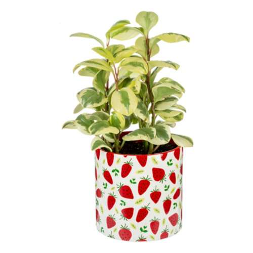 Midwest-CBK Friut Message Planters (Style May Vary)