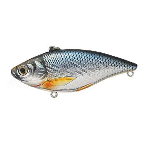 Live Golden Shiner Minnows for Sale