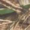 Realtree MAX-7