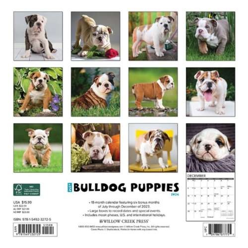 Willow Creek Press Just Bulldog Puppies 2024 Wall Calendar