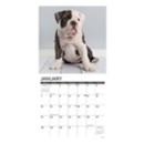 Willow Creek Press Just Bulldog Puppies 2024 Wall Calendar