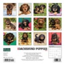 Willow Creek Press Just Dachshund Puppies 2024 Wall Calendar