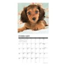 Willow Creek Press Just Dachshund Puppies 2024 Wall Calendar