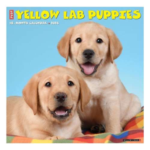 Willow Creek Press Just Yellow Lab Puppies 2024 Wall Calendar