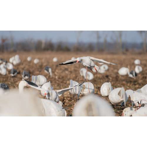 Higdon Clone Snow Goose Decoy