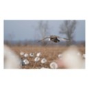 Higdon Clone Specklebelly Decoy