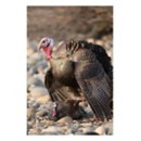 Higdon Hard Body Laydown Hen Turkey Decoy