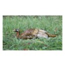 Higdon Hard Body Laydown Hen Turkey Decoy