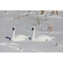 Higdon Standard Tundra Swan Decoy