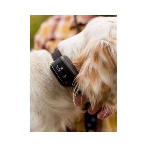 D.T. Systems Canine Coach 360 E-collar