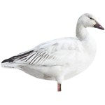 Big Al's Snow Goose Silhouette Decoys - Thumbnail 2 of 6