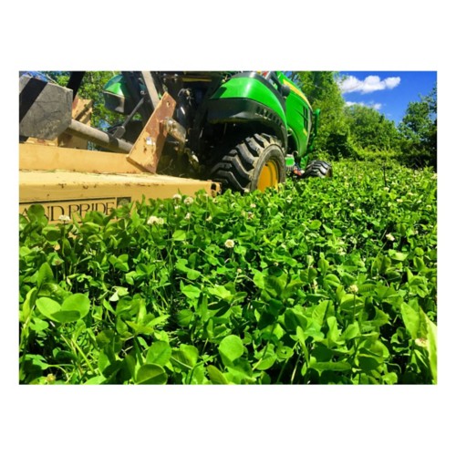 RWWP Clover & Chicory Blend Food Plot Seed