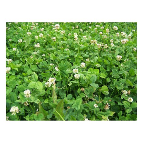 RWWP Clover & Chicory Blend Food Plot Seed
