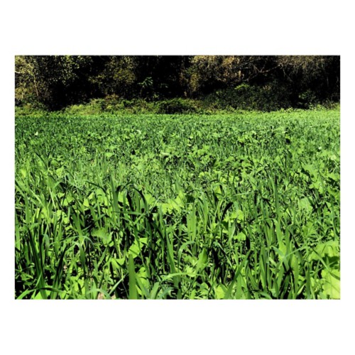 RWWP Deadly Dozen Full Season Food Plot Seed