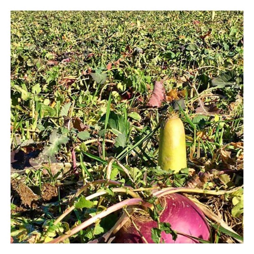 RWWP Deadly Dozen Full Season Food Plot Seed