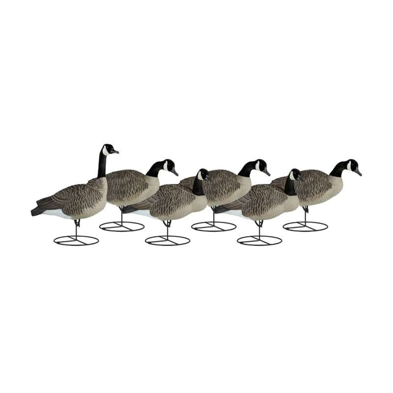 Dakota Decoy Full-Body Flocked Canada Goose Decoys 6-Pack | SCHEELS.com